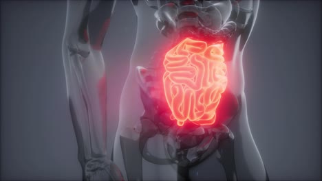 Human-Small-Intestine-Radiology-Exam